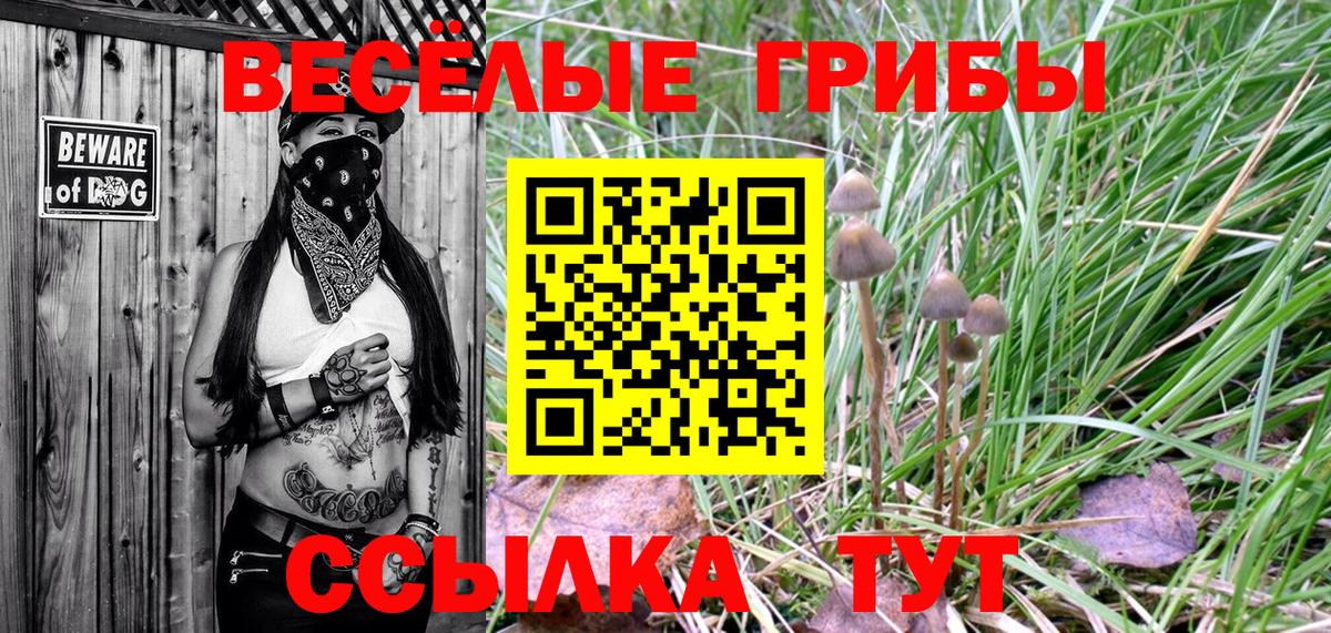 Псилоцибиновые грибы мицелий  где продают наркотики  Александров  Вход с VPN 